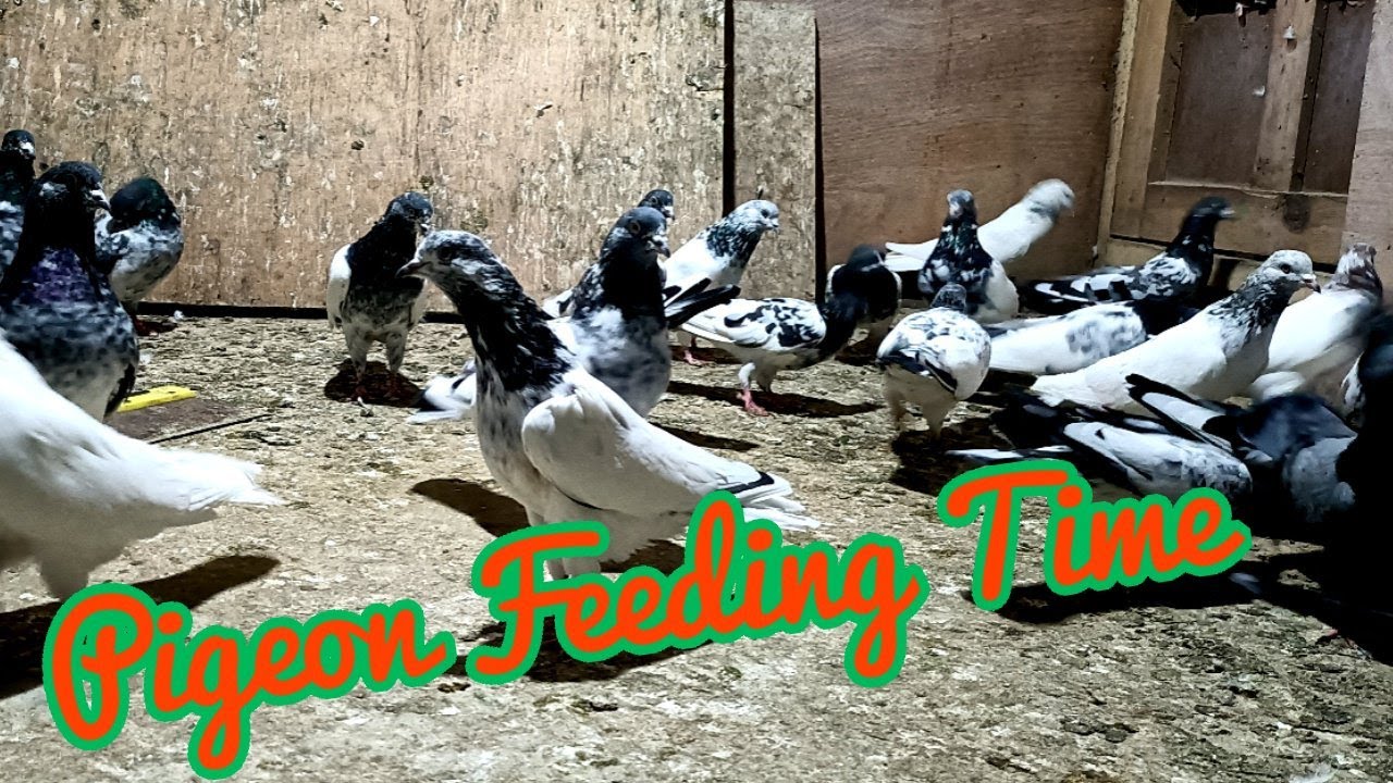Pigeon feeding time #pigeonparadise