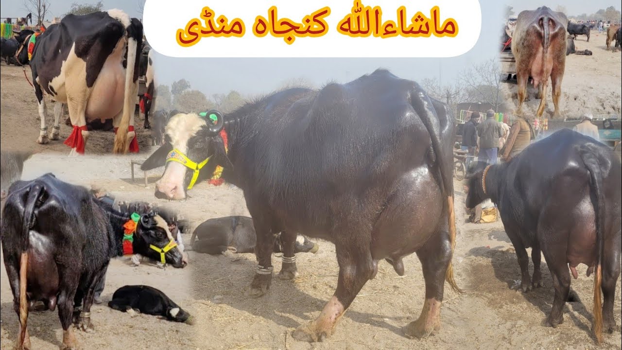 ماشاءاللہ کنجاہ منڈی کا وزٹ کریں شوق کریں اور ریٹ چیک کریں 8 فروری 2025 HajiArfazChannel