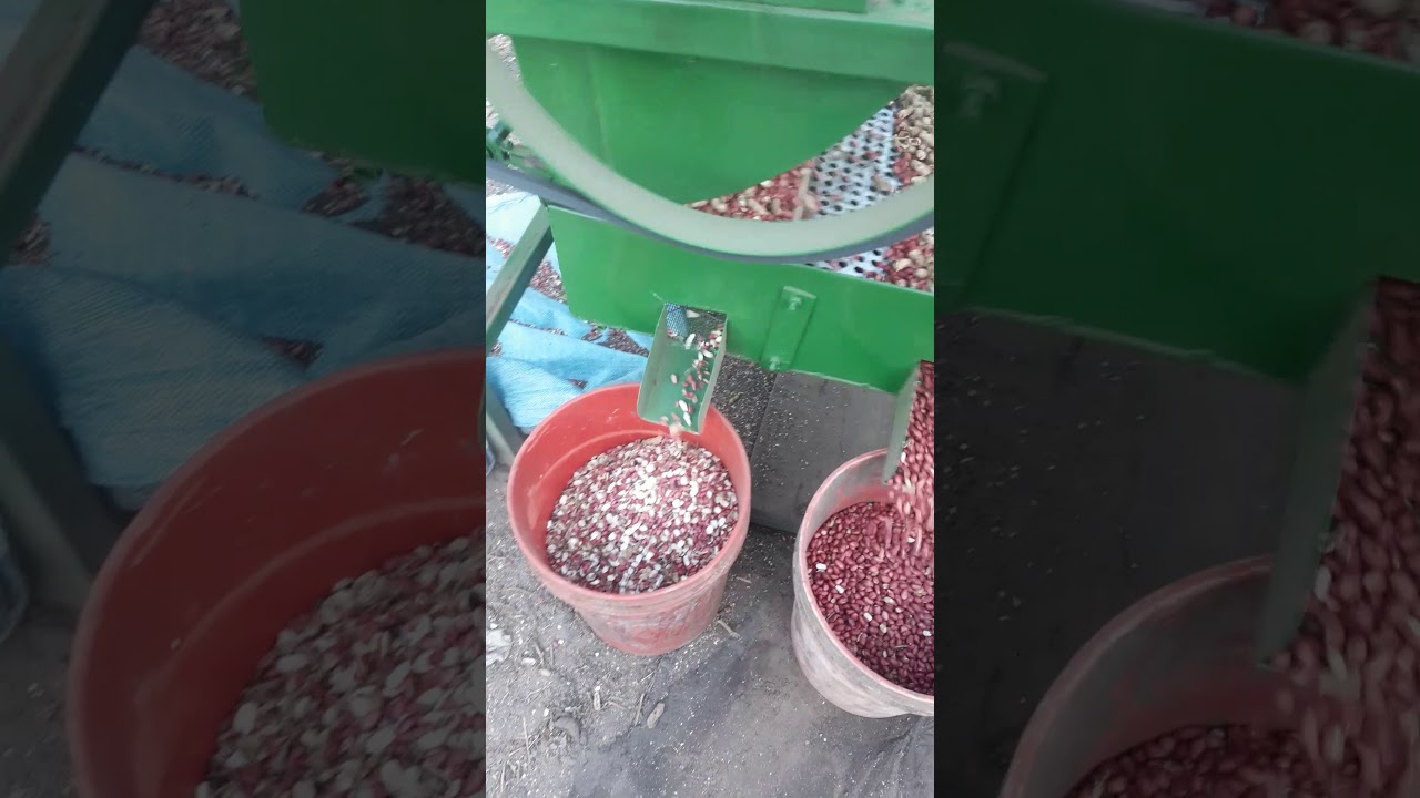 Pelando maní   variedad cartucho