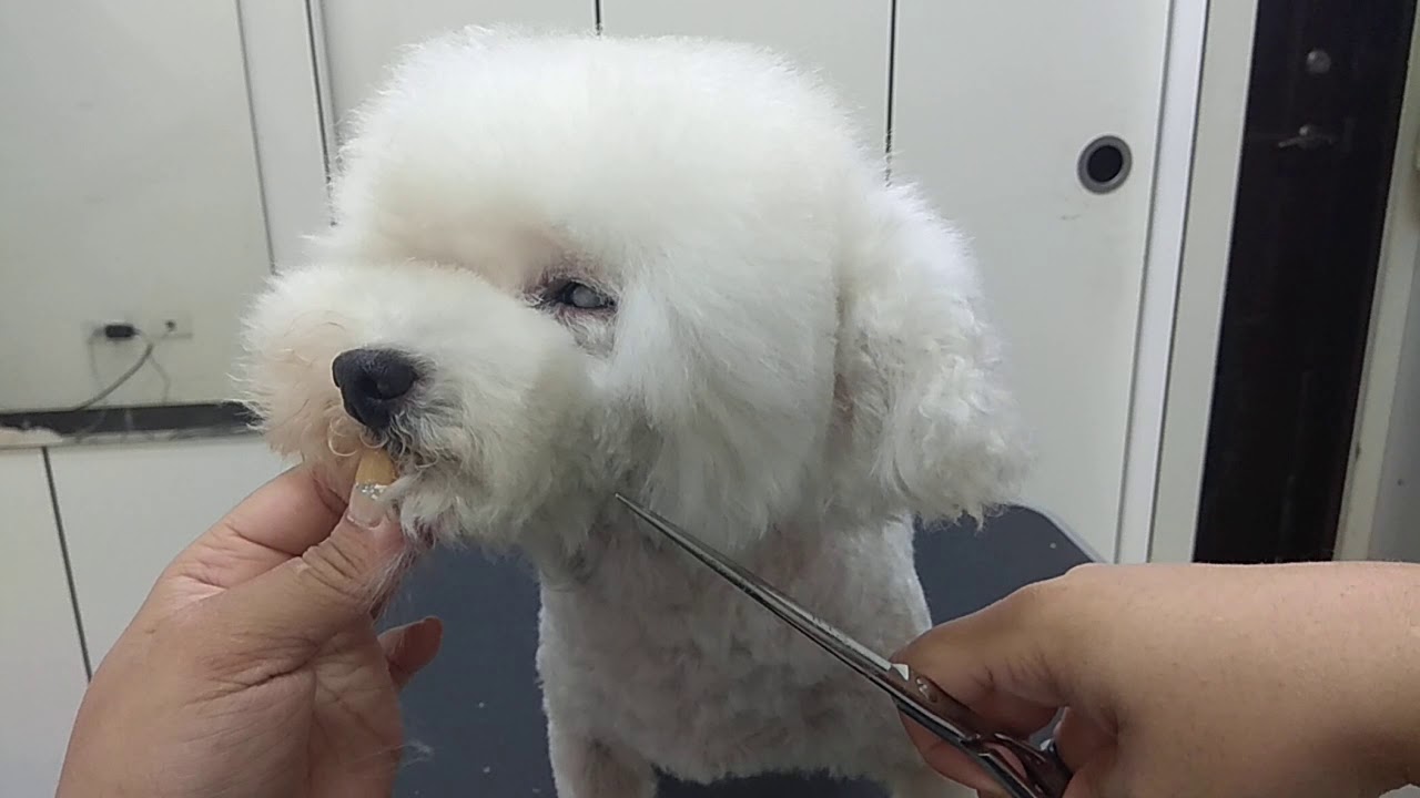 我在寵物店的日子-寵物美容教室-圓頭小嘴巴三角耳剪法