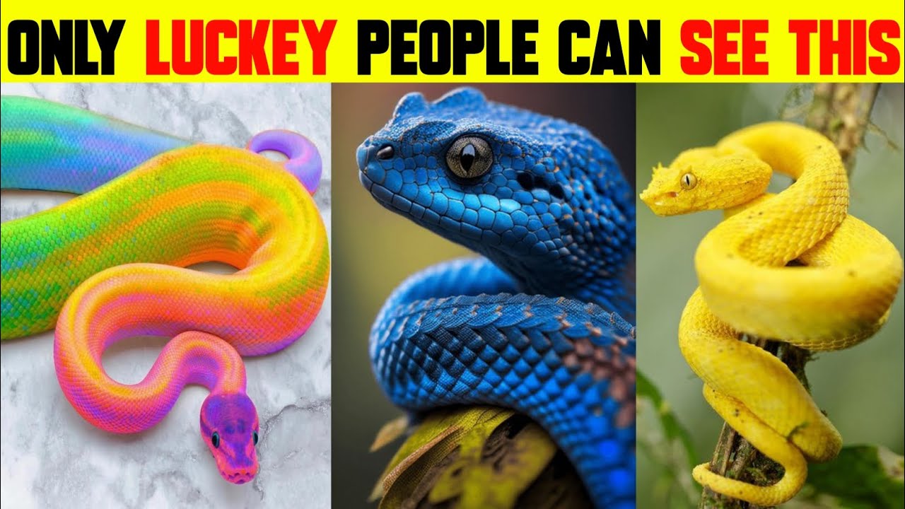 ONLY LUCKEY PEOPLE CAN SEE THIS SNAKES | RAREST BEAUTIFUL SNAKES IN THE WORLD |