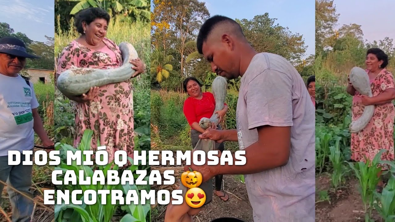 Wow😍Lo Más Lindo Q E Visto En La Tierra De Mi Papa Calabazas🎃Henormes Tienes Q Ver 