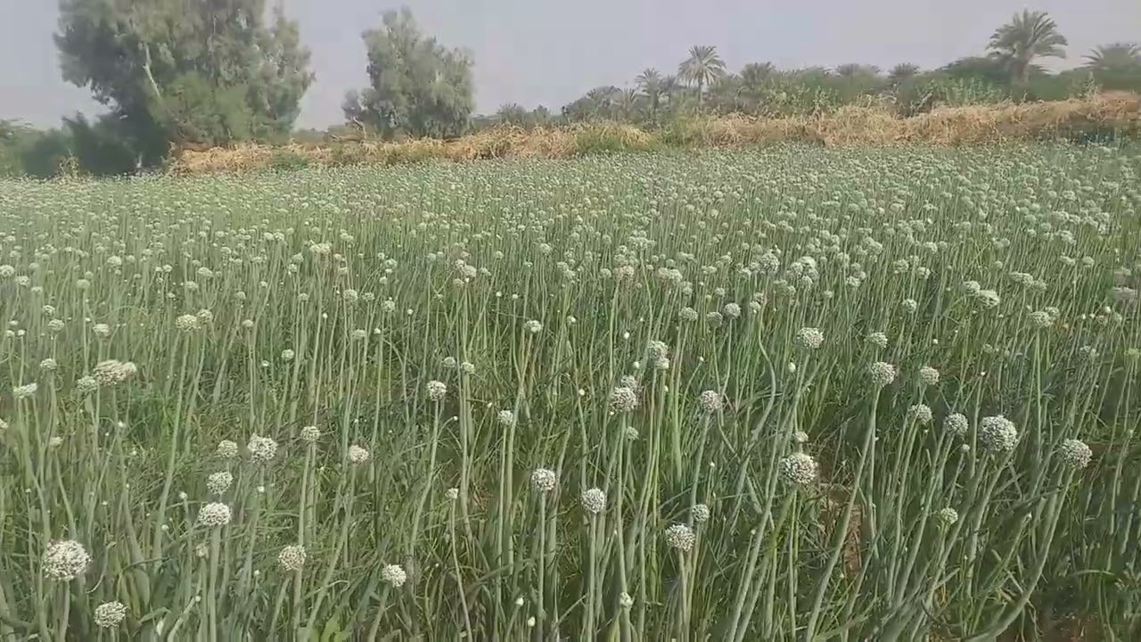 La production de semences d'oignons au nord du Niger &agrave; Agadez.