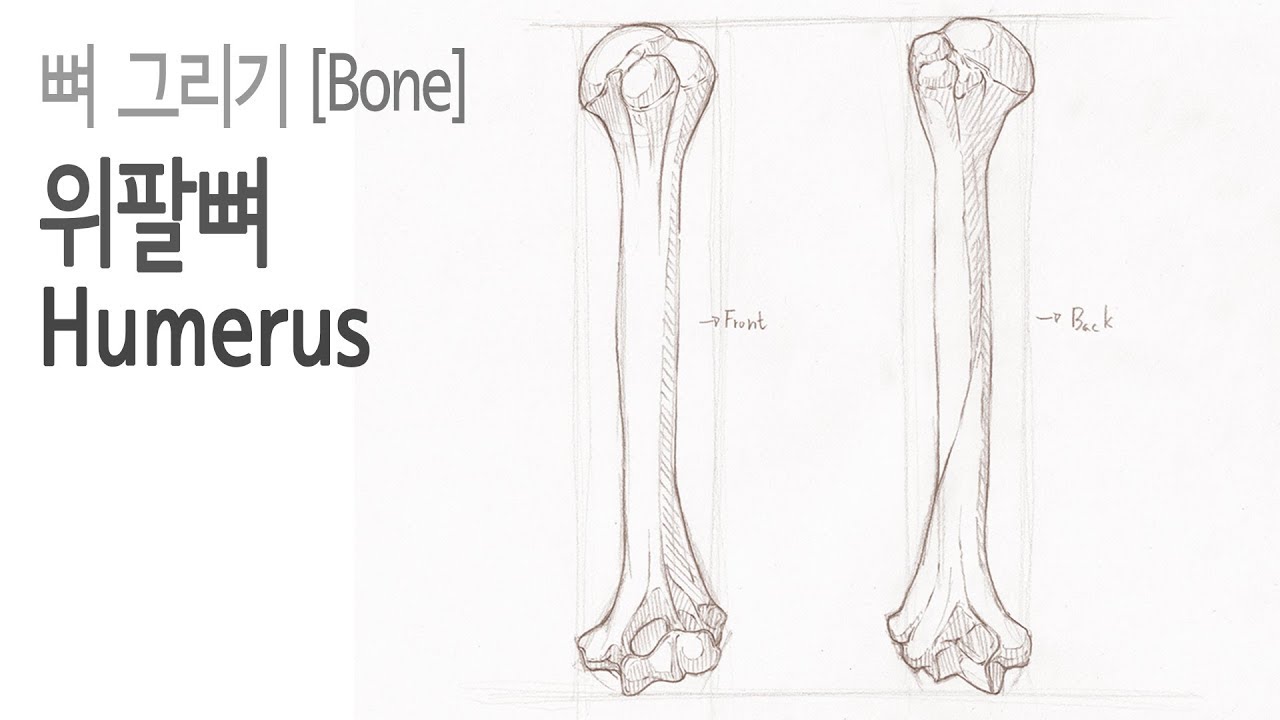 뼈(Bone)2 14 - 위팔뼈(Humerus)