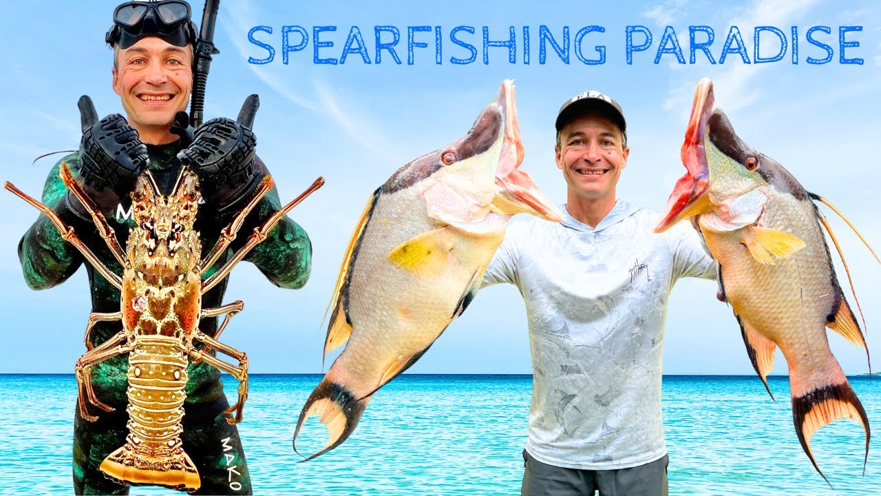 BAHAMAS SPEARFISHING FROM SHORE ~ Giant Fish & Lobster