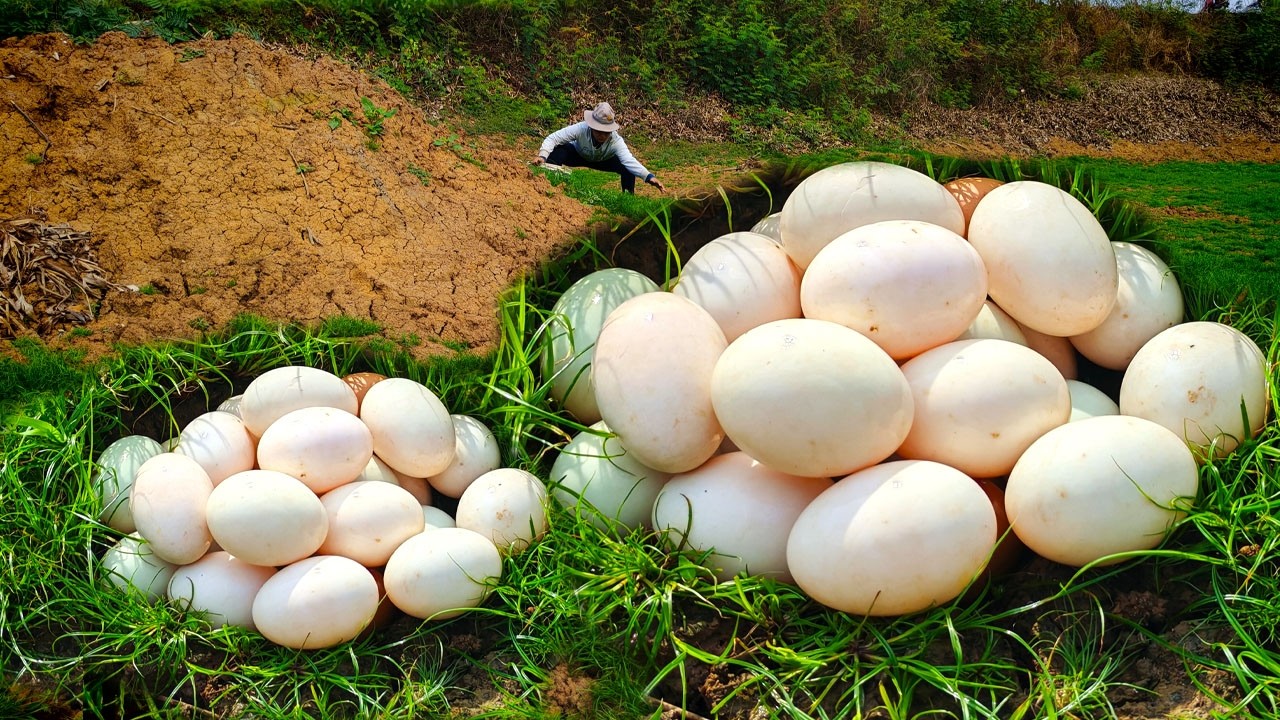 Harvest a lot of duck egg under grass in the dry river by hand a female farmer