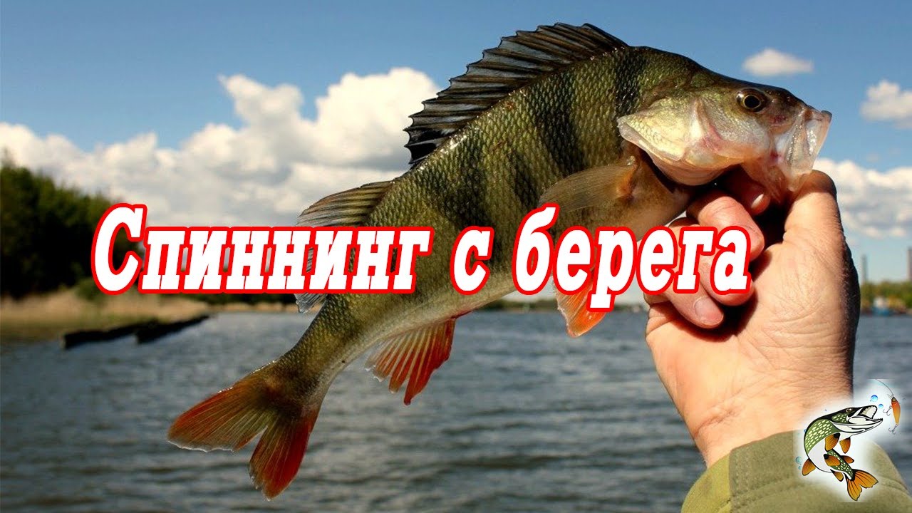 Спиннинг с берега  Окунь в мае