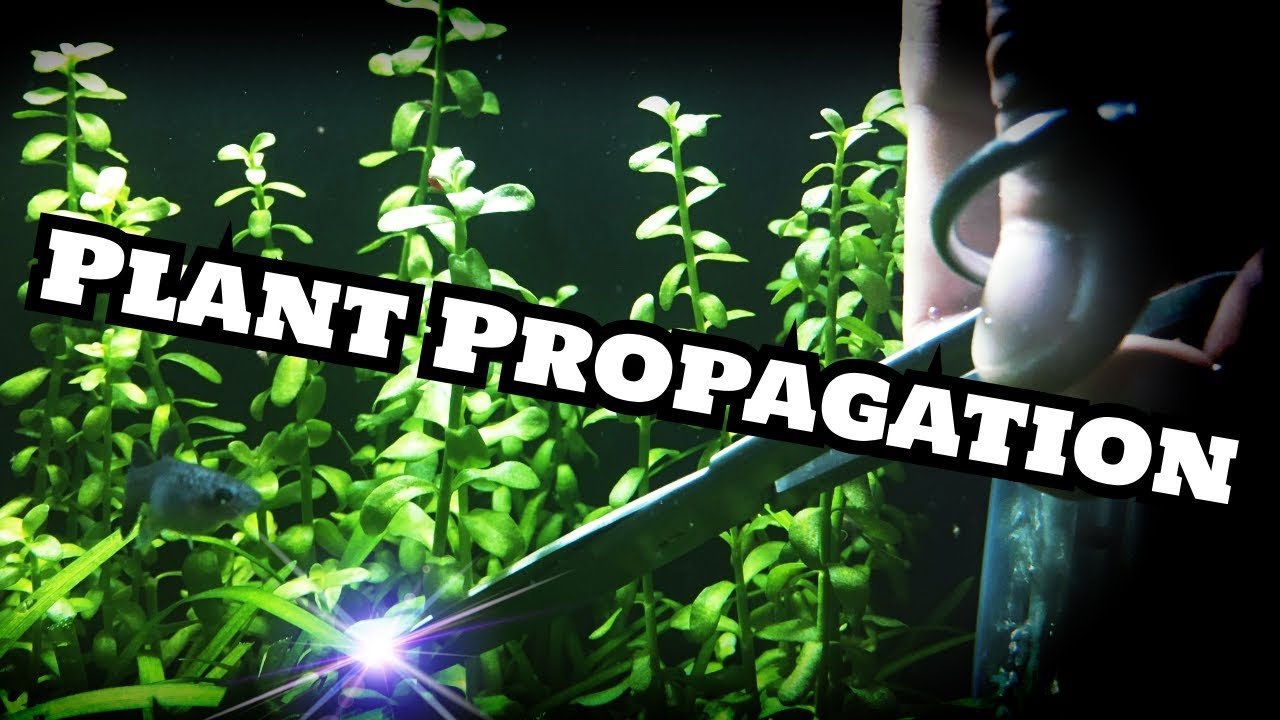Bacopa Monnieri (Plant propagation)