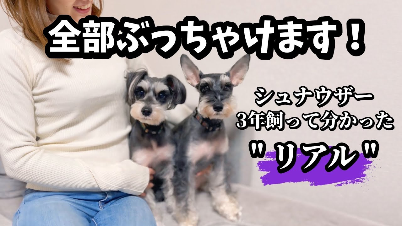 ミニチュアシュナウザーを３年飼って分かった”リアル”。全部ぶっちゃけます！
