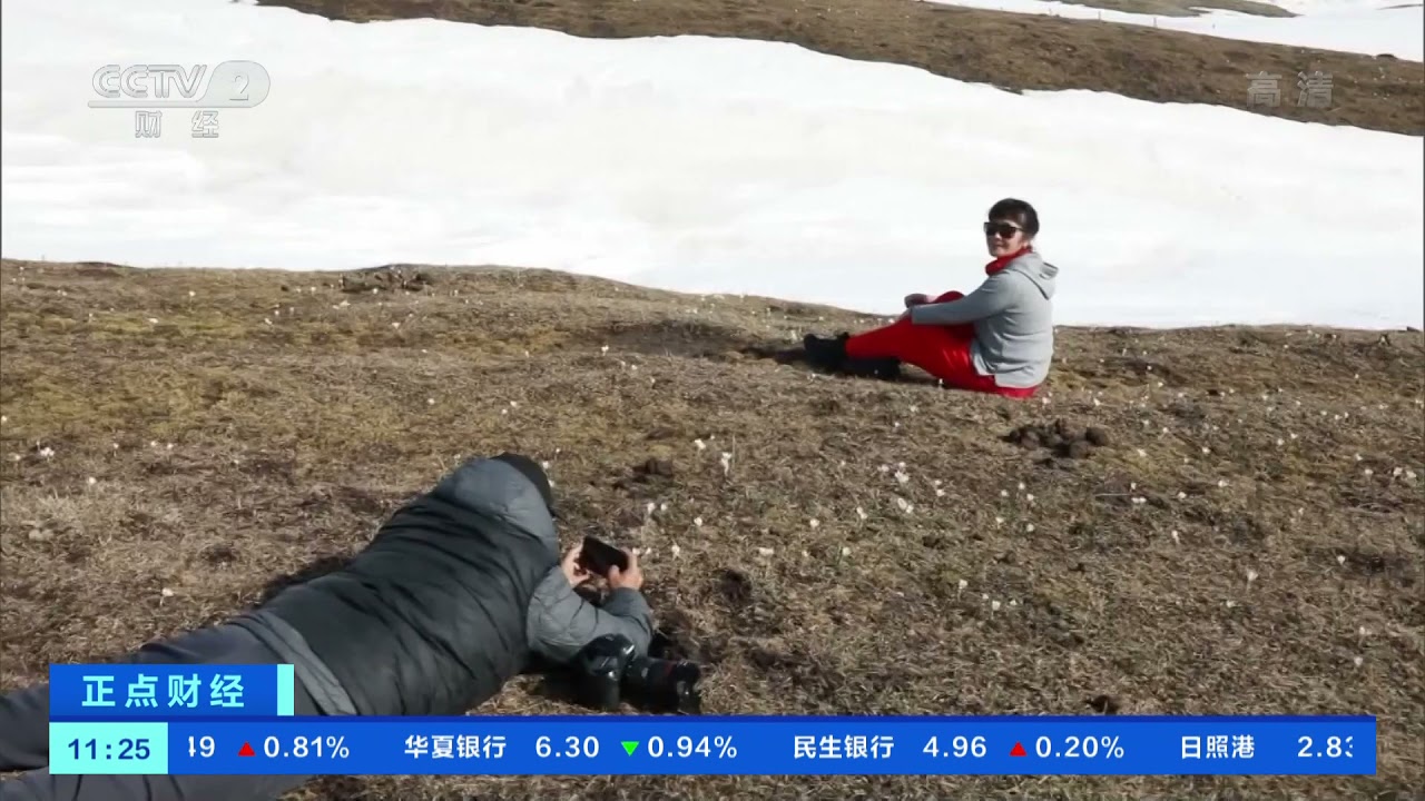 [正点财经]新疆：那拉提草原 白番红花雪中绽放惹人醉| CCTV财经