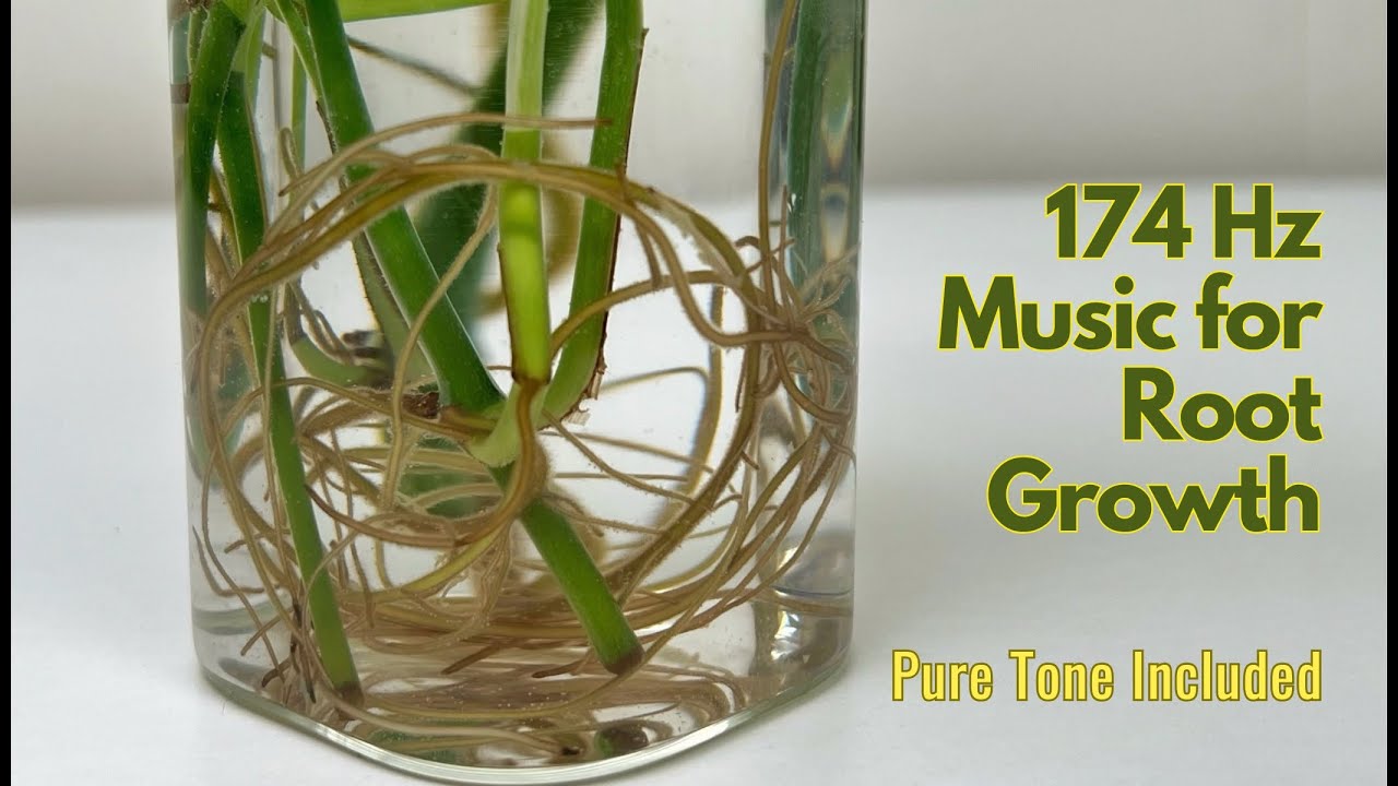 Music for Root Growth 🌱 174 Hz Pure Tone for Strong, Healthy Roots