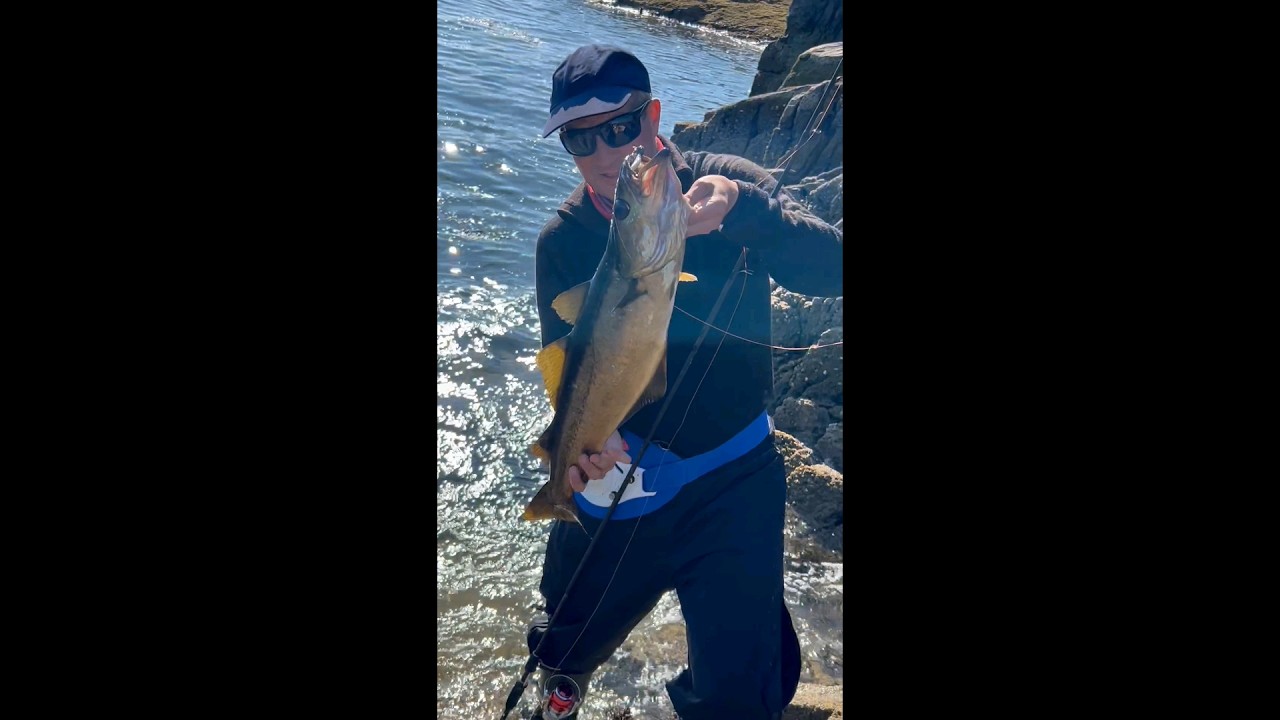 Massive Shore Caught P.B. Pollock Outer Hebrides Scotland Highland Lure Fishing