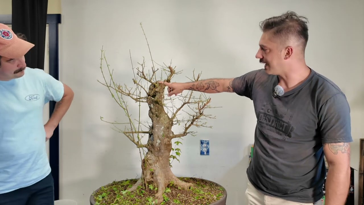 Bonsai 111: Trident Maple Techniques