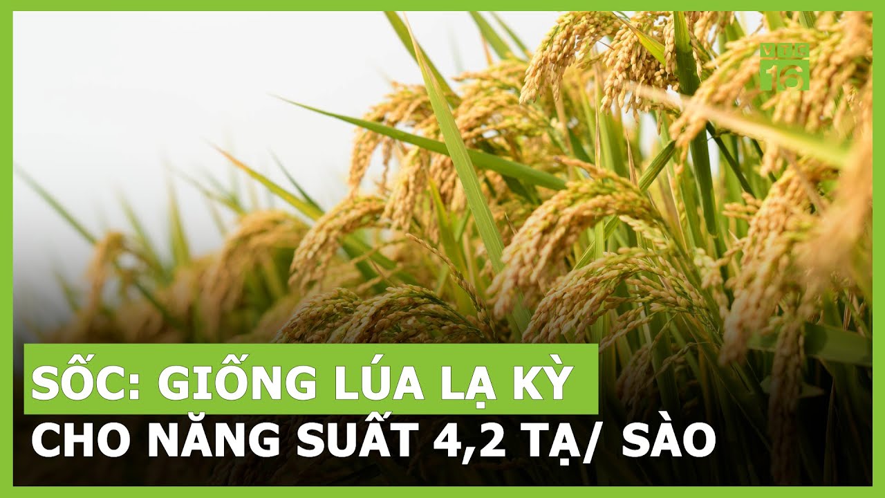 Sốc: Giống lúa lạ kỳ cho năng suất 4,2 tạ/ sào | VTC16