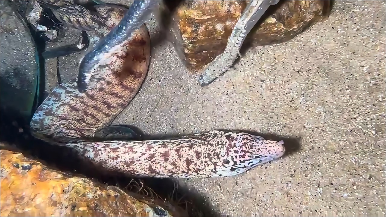 Diving Seafood Adventure - All Today's Surprises！028 #diving #fishing #lobster #crab