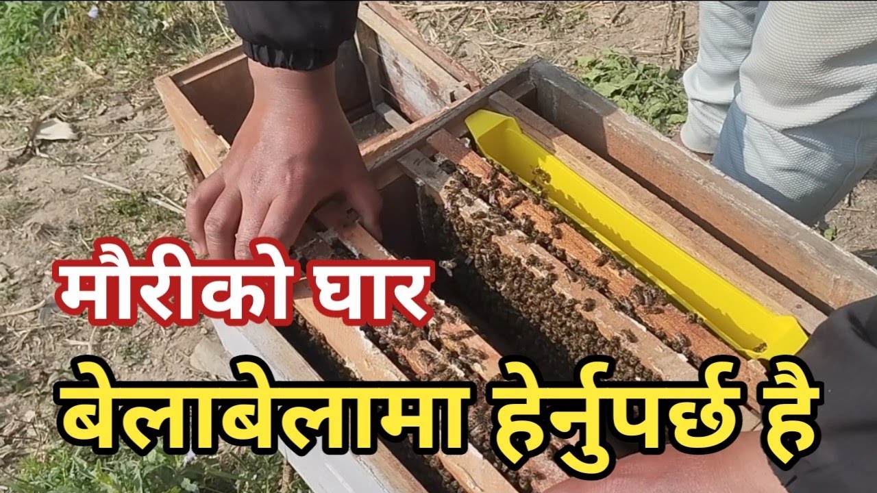मौरीको घार सार्ने तरिका | mauri palan in nepal | bee keeping Nepal | Gaunle Brand