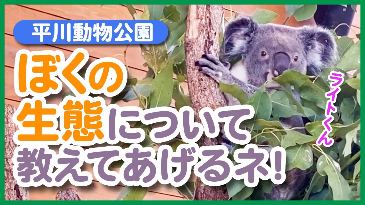 コアラの生態について学ぼう！🐨@平川動物公園