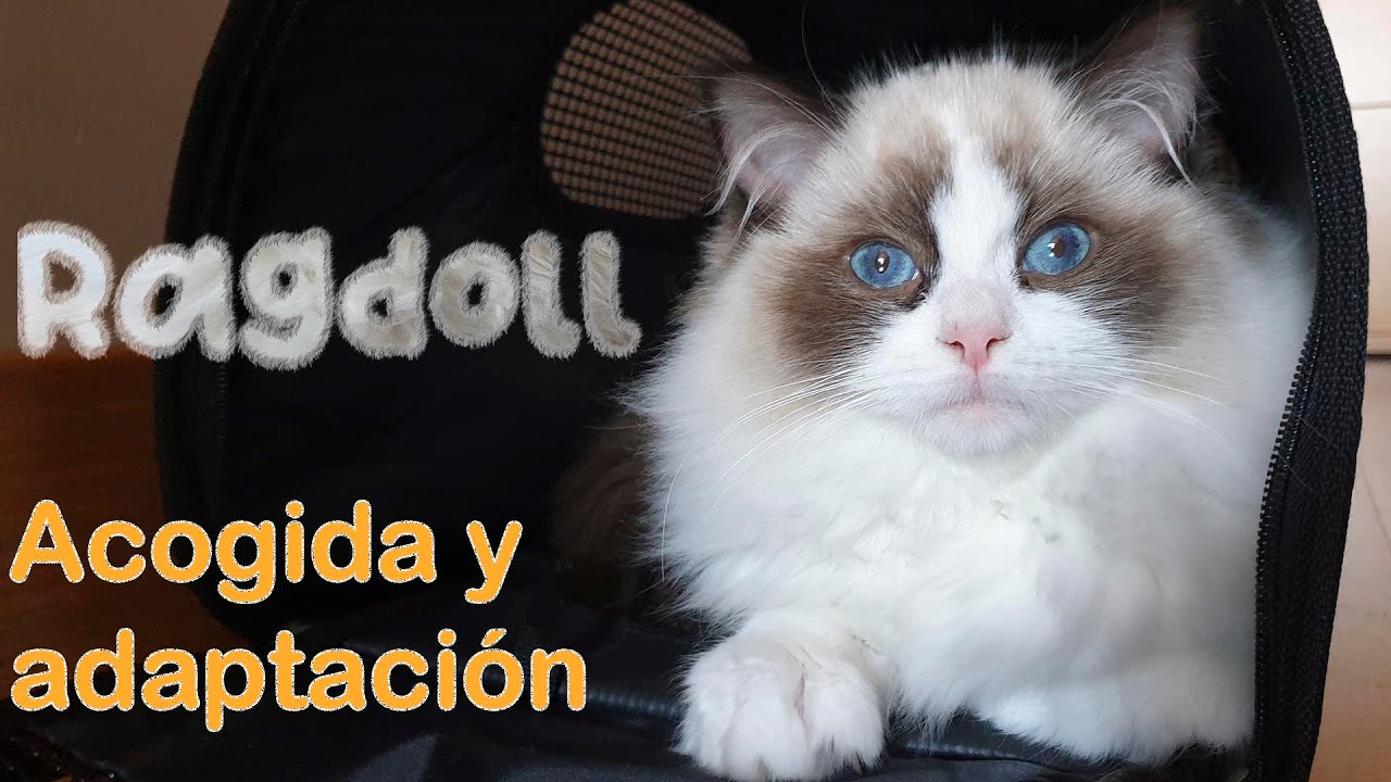 GATO RAGDOLL: primer día en casa (comportamiento y características)