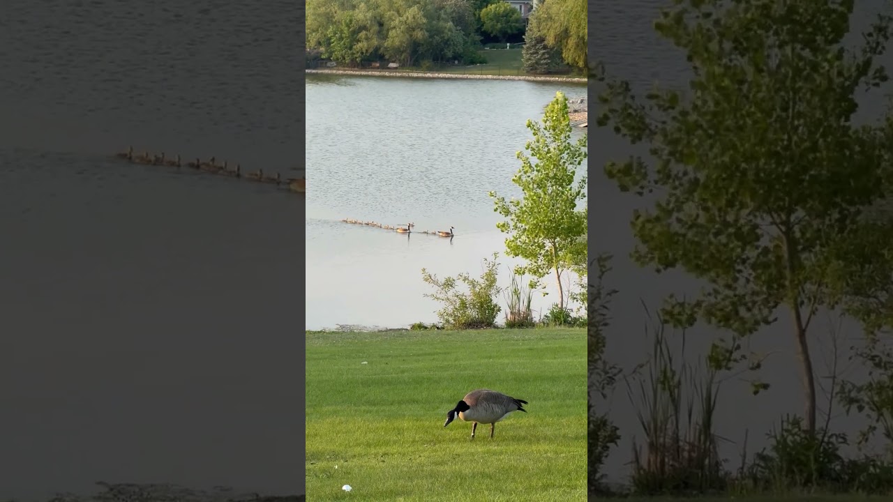Ducks gently floating on a calm lake &mdash; perfect for relaxation, meditation, or sleep. 🦆🌿