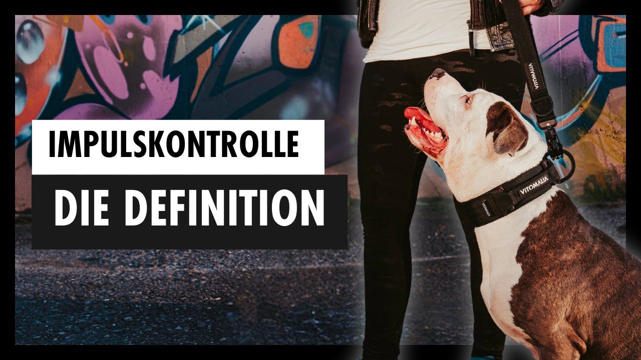 IMPULSKONTROLLE Beim Hund Leicht Gemacht: Definition & Grundlagen [Teil 1/4] + 🎁 GRATIS Download
