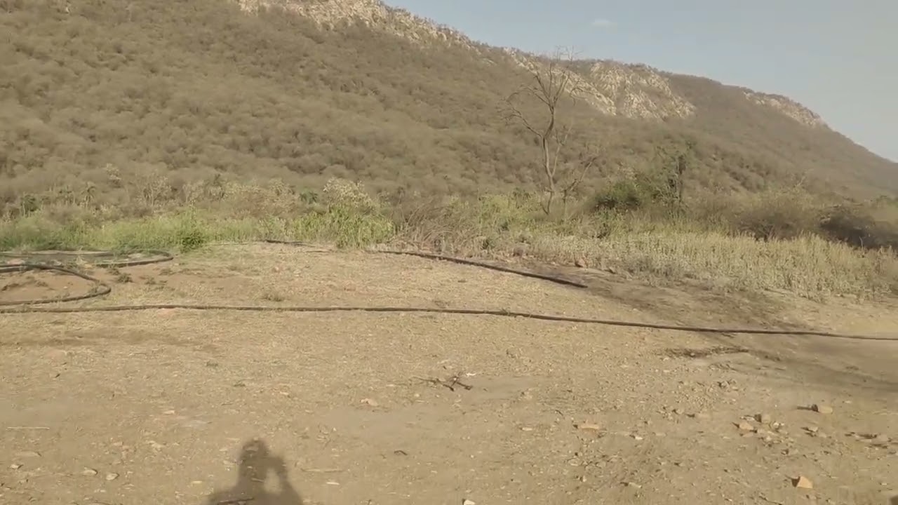 sariska tiger safari 🐅🐆#wildlifevlogs ।।#viralvlogs ।।#sariskanationalpark ।।