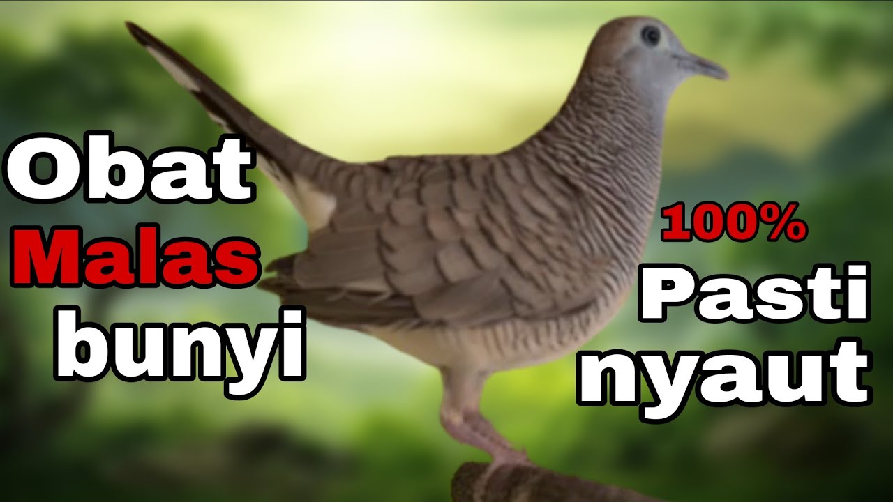 Perkutut lokal gacor obat malas bunyi 100% pasti nyaut