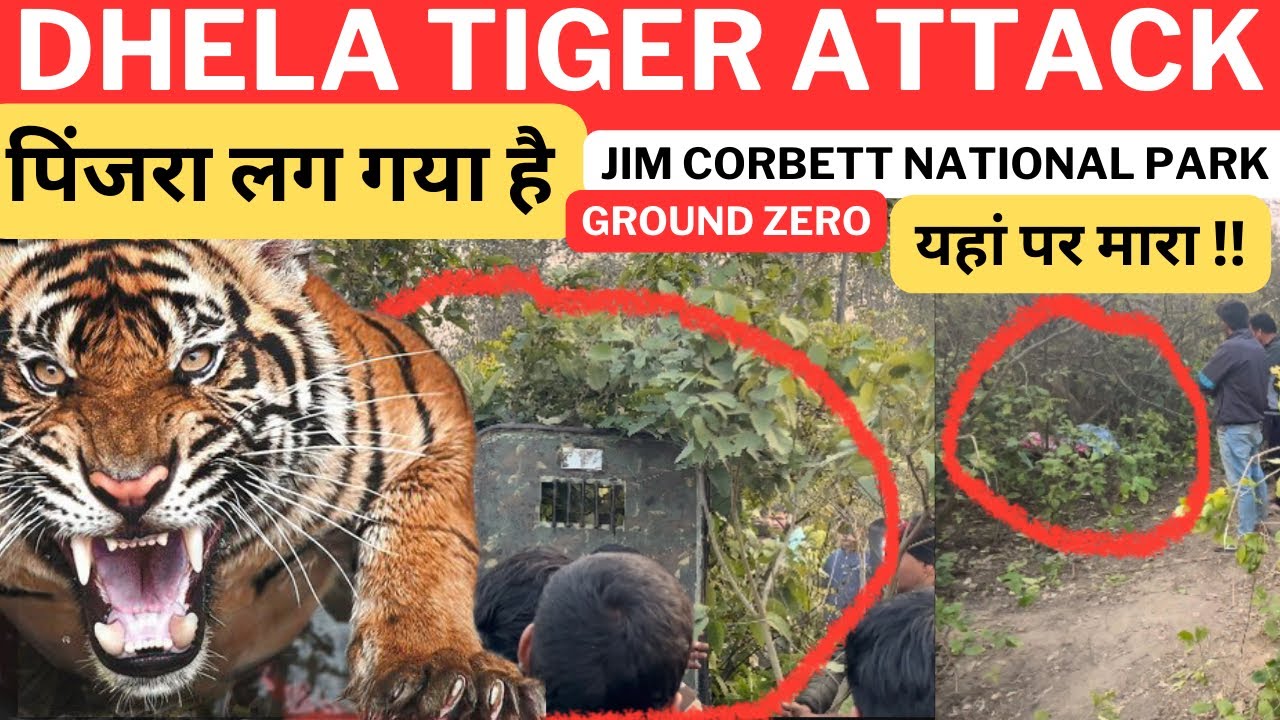 DHELA TIGER ATTACK ‼️Jim Corbett National Park पिंजरा लग गया है Maneater Tiger??