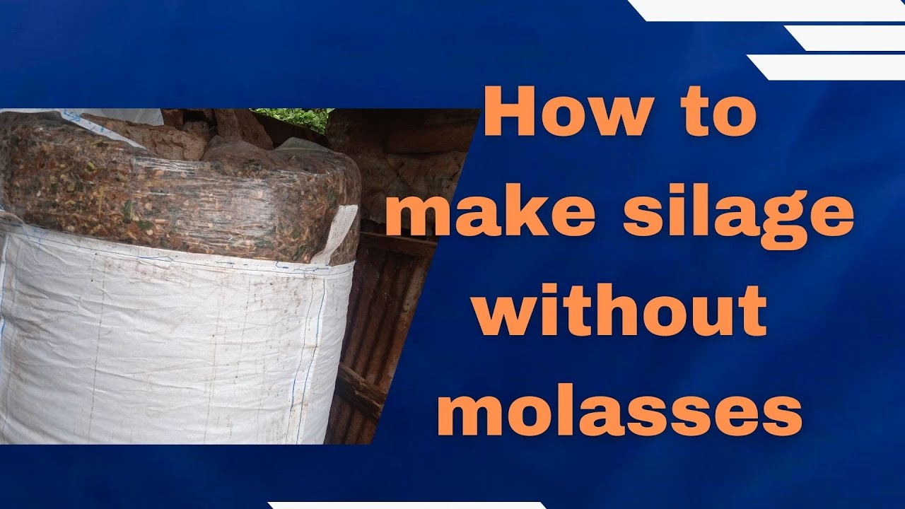 Silage making process without molasses in Kenya 2023