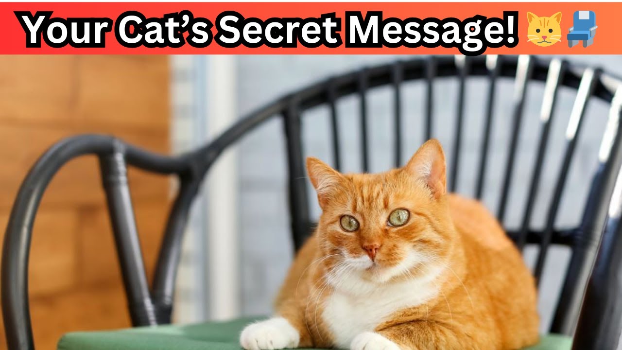 Your Cat Isn’t Just Stealing Your Seat… They’re Sending a Message!