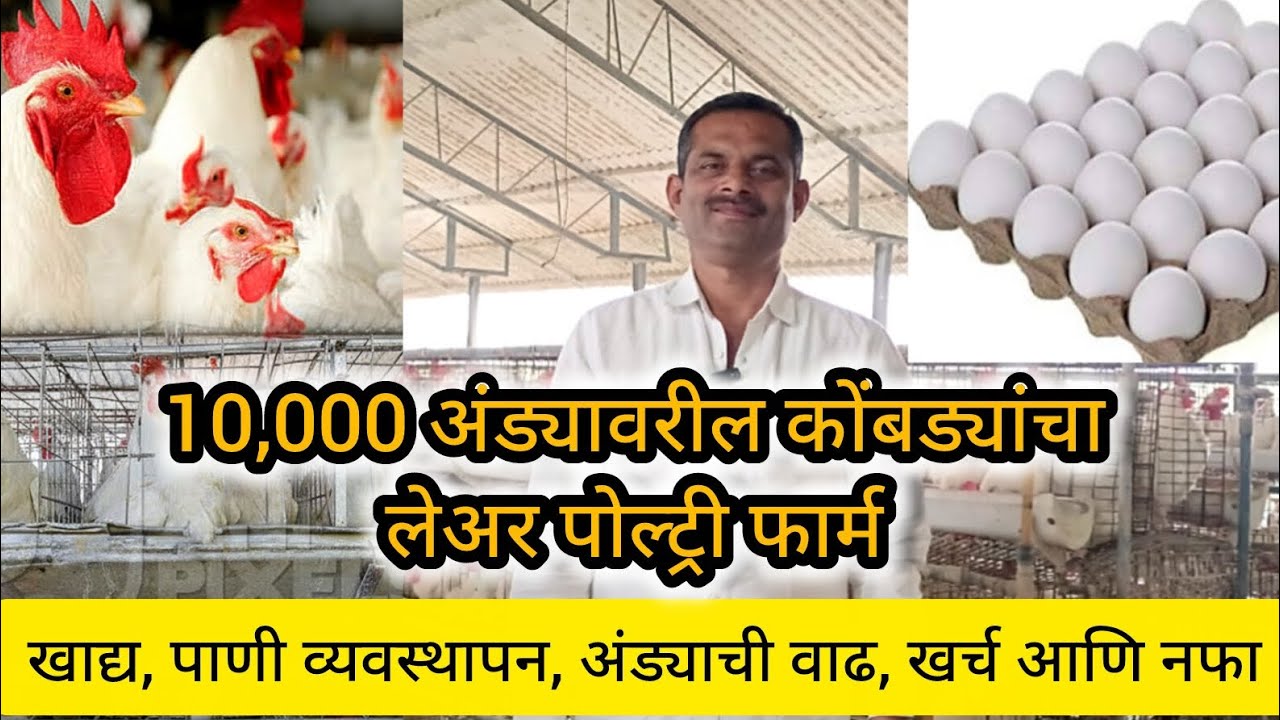 लहान पिल्लू ते अंडे देणारी कोंबडी तयार होण्याची प्रक्रिया #poultry #layerpoultryfarm #egg #business 