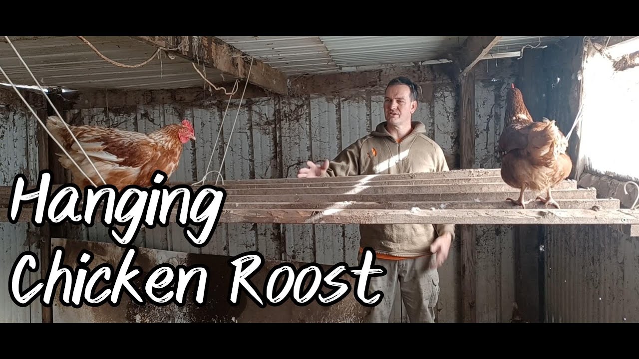 Hanging Chicken Roost