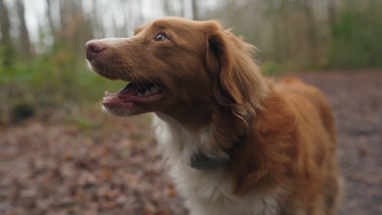 Managing dogs in woodland