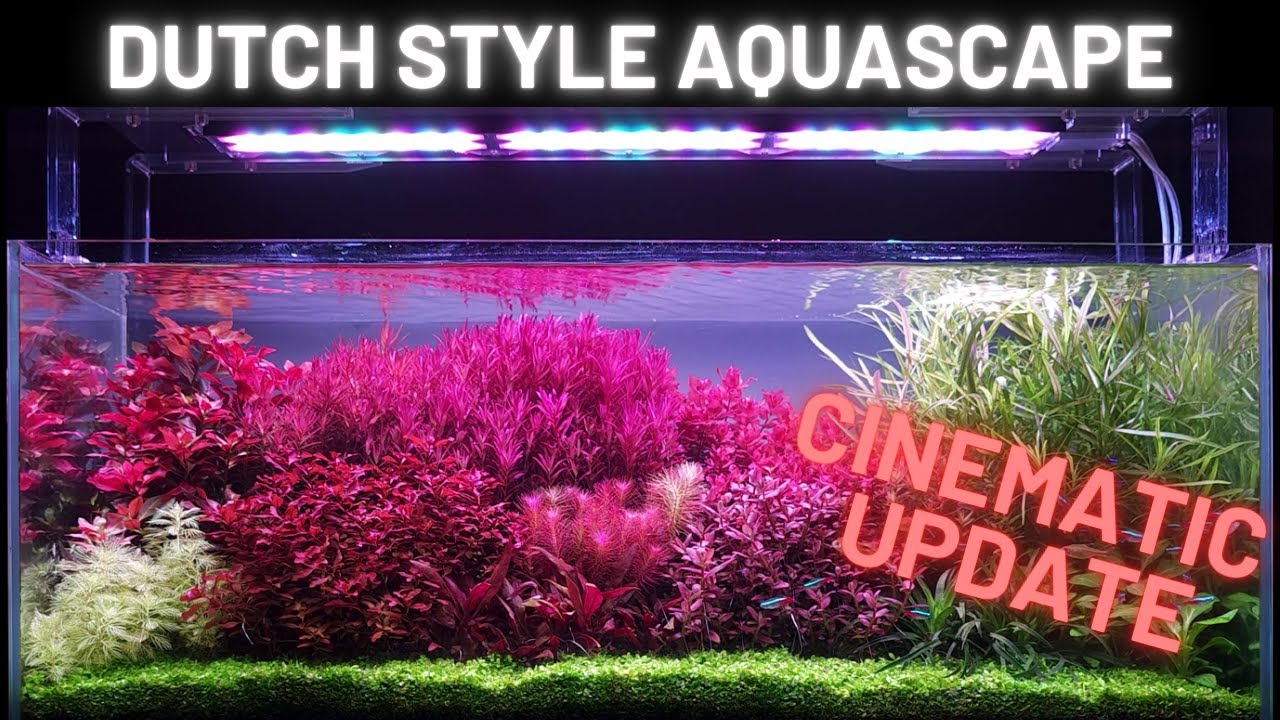 Dutch Style Aquascape - Cinematic Update