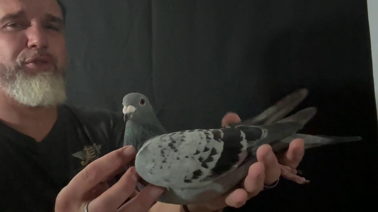 Sneak peek, birds of EDDY GROOTJANS🇧🇪