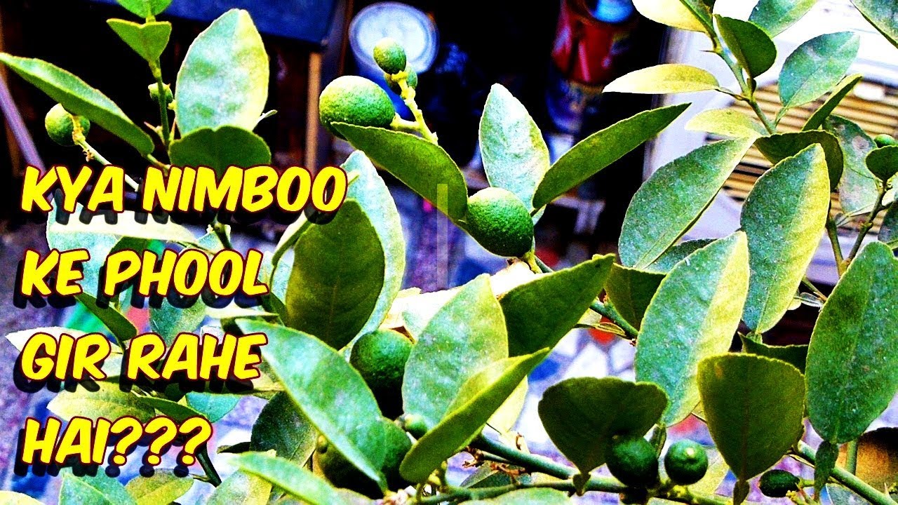 #नींबू के फूल गिरते है? ये दैखे / prevent #FlowerDrop & get 100s of lemon
