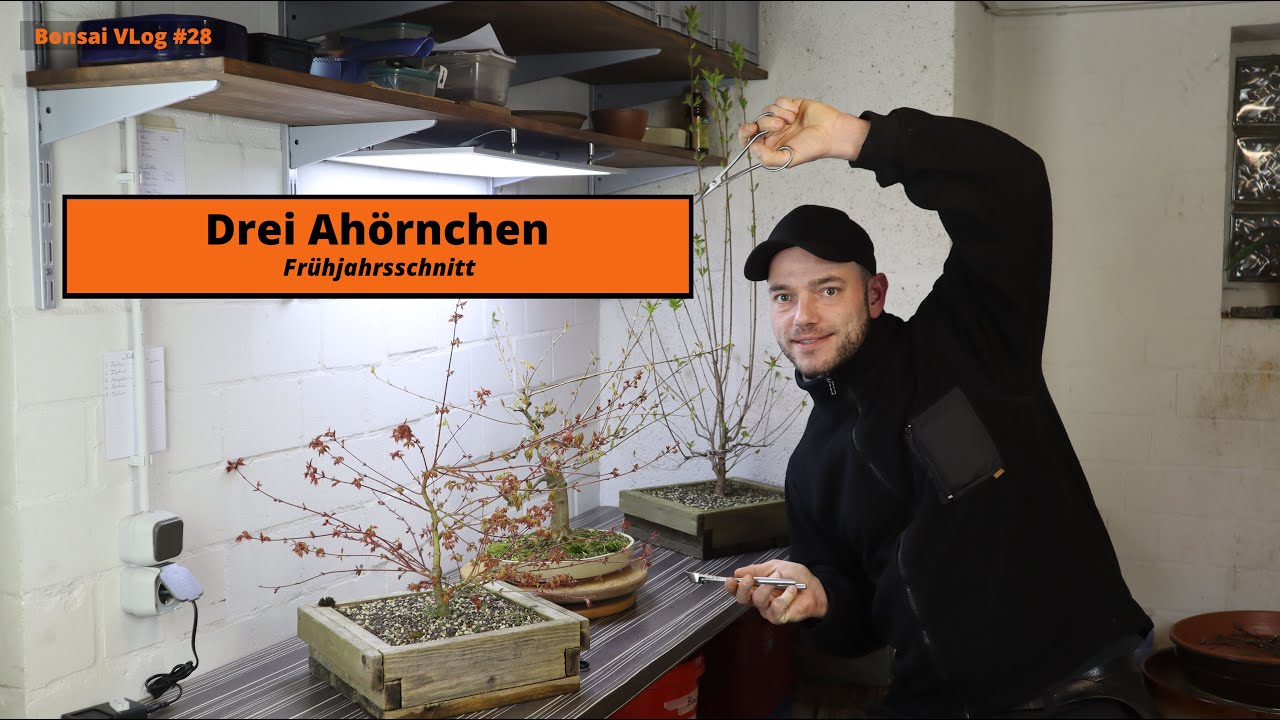 Die drei Ahörnchen im frühjahrs Kleid, Little Princess-, Dreispitz- und Feuerahorn | Bonsai VLog #28