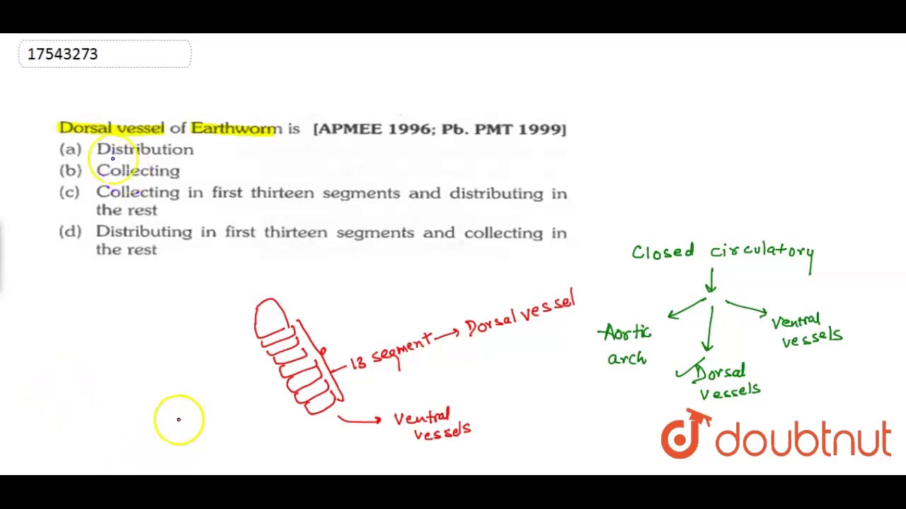 Dorsal vessel of Earthworm is