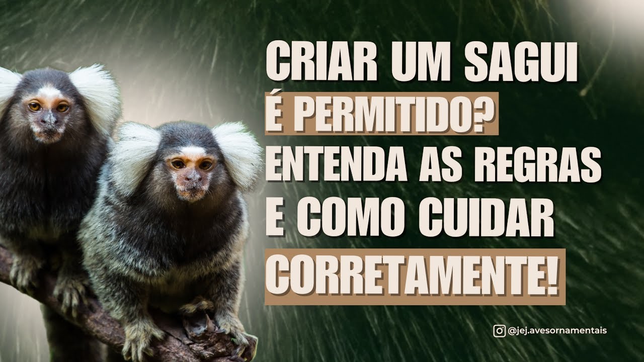 Como cuidadar de um Sagui