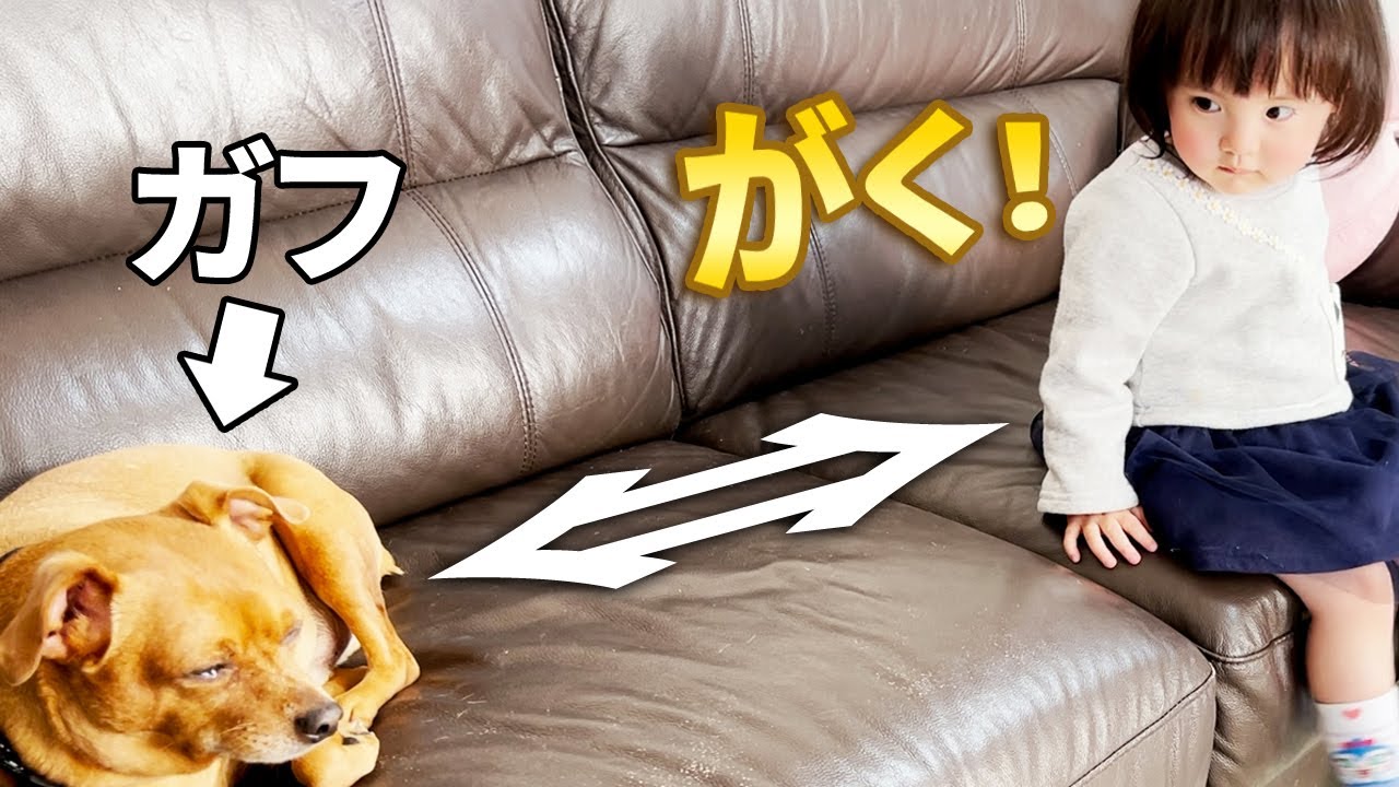 犬たちの名前を呼んで距離を縮める1歳娘
