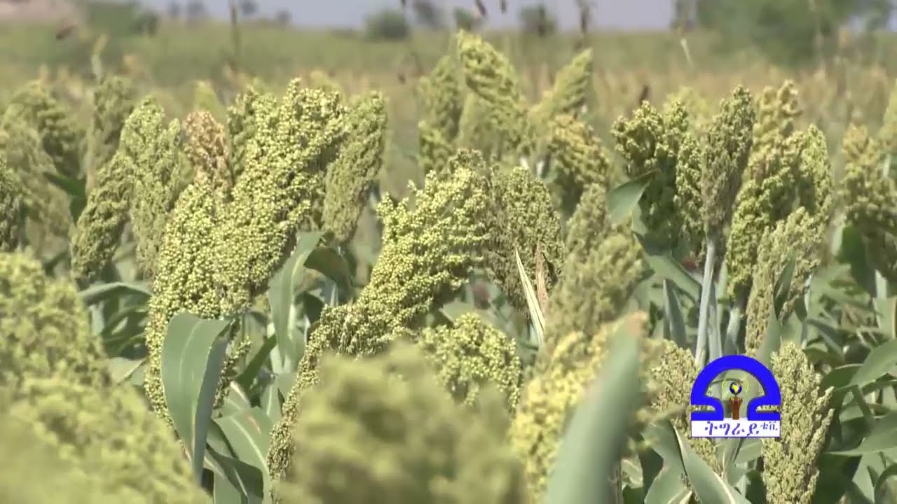 ትግራይ ቲቪ፡ምሸላ ኣድያቦ / ኩነታት ኣዝመራ ኣድያቦ