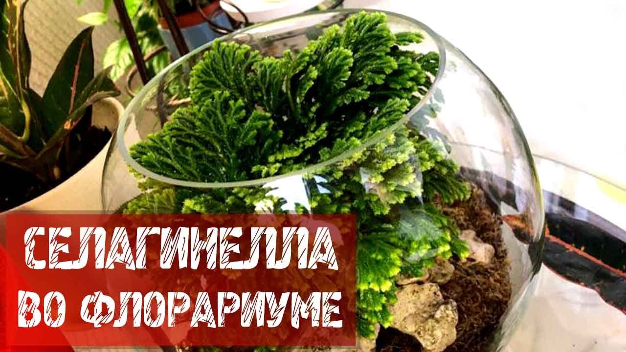 СЕЛАГИНЕЛЛА ВО ФЛОРАРИУМЕ