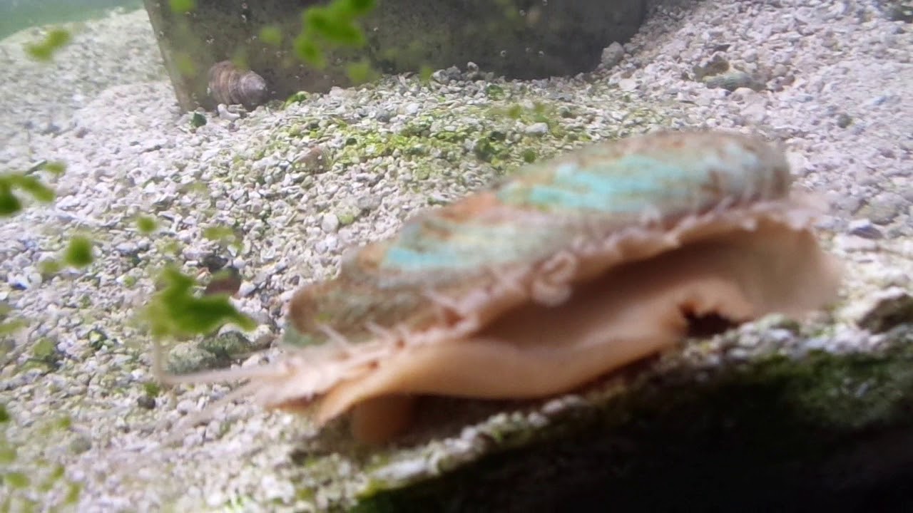 Alblino Red Abalone (Haliotis rufescens)