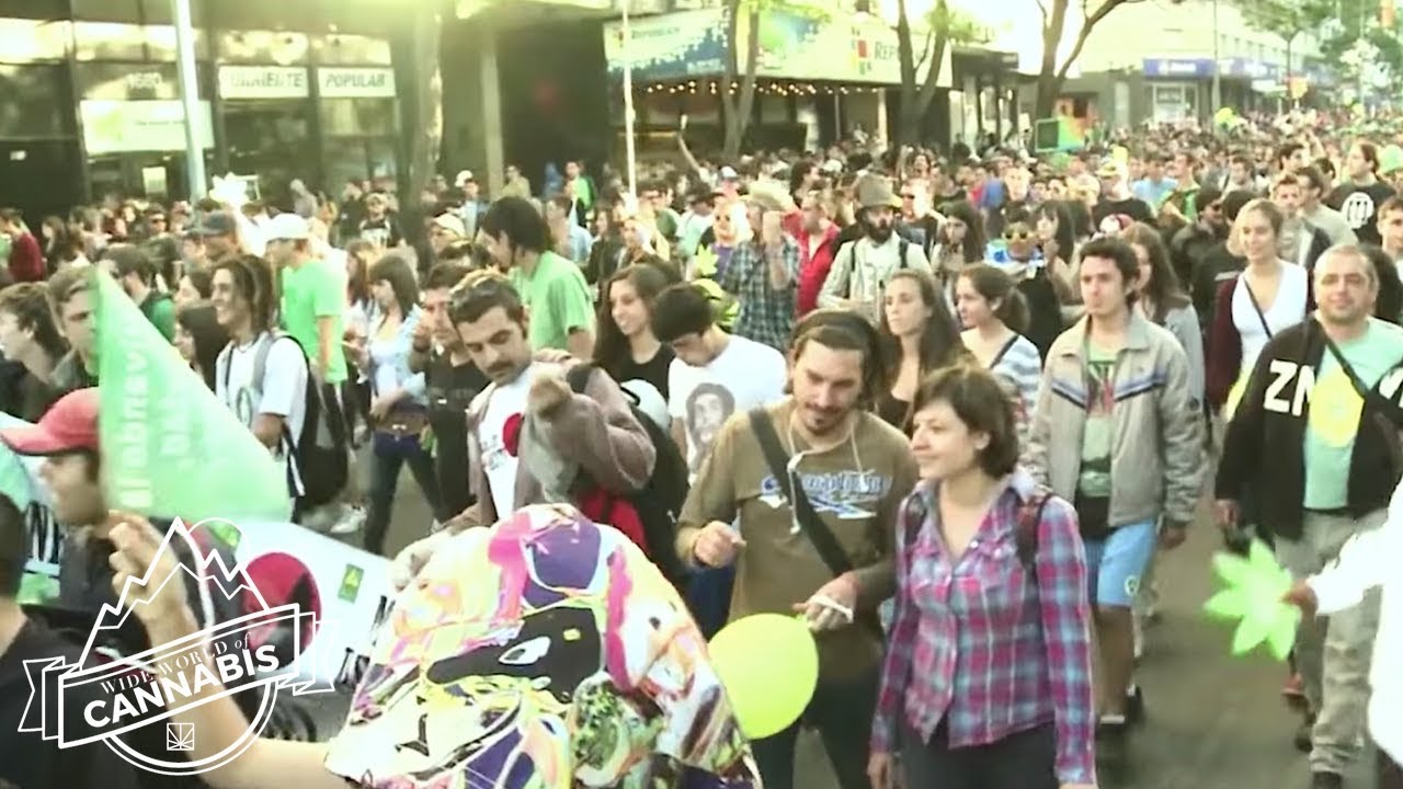 In Uruguay, Debate Rages Over the Impact of Legalization | WIDE WORLD OF CANNABIS