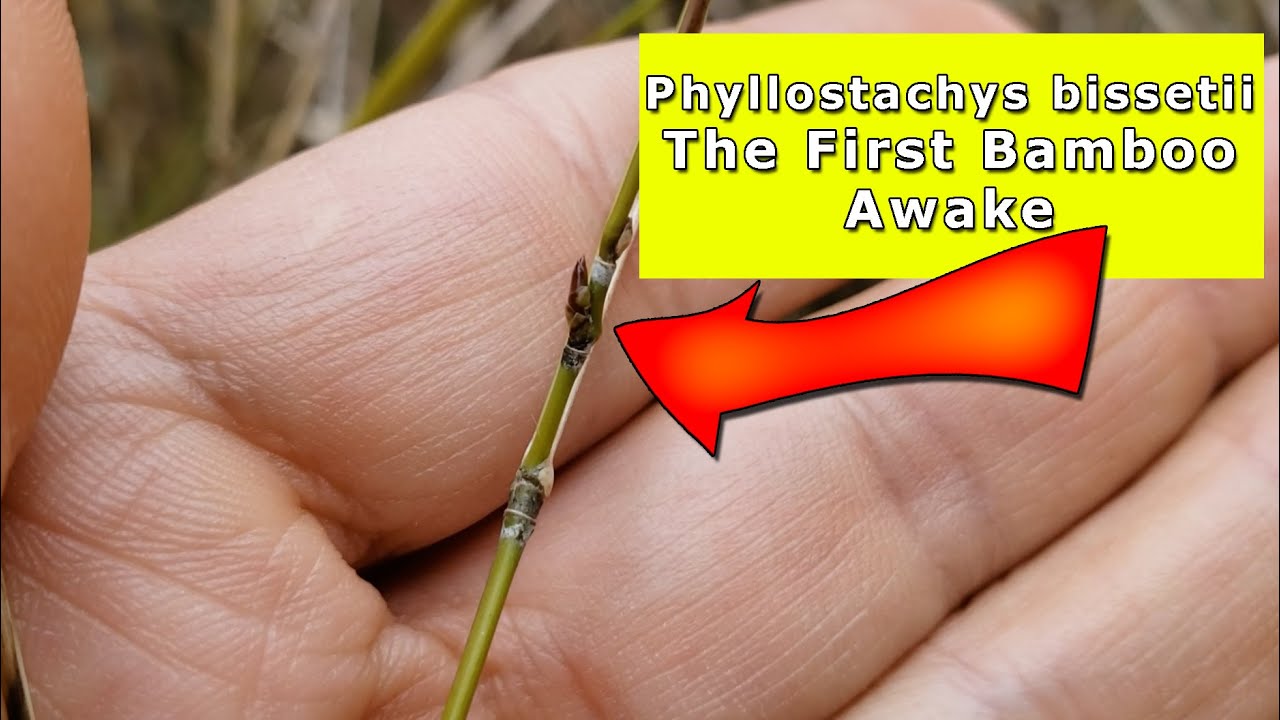Phyllostachys bissetii | The First Bamboo Awake!