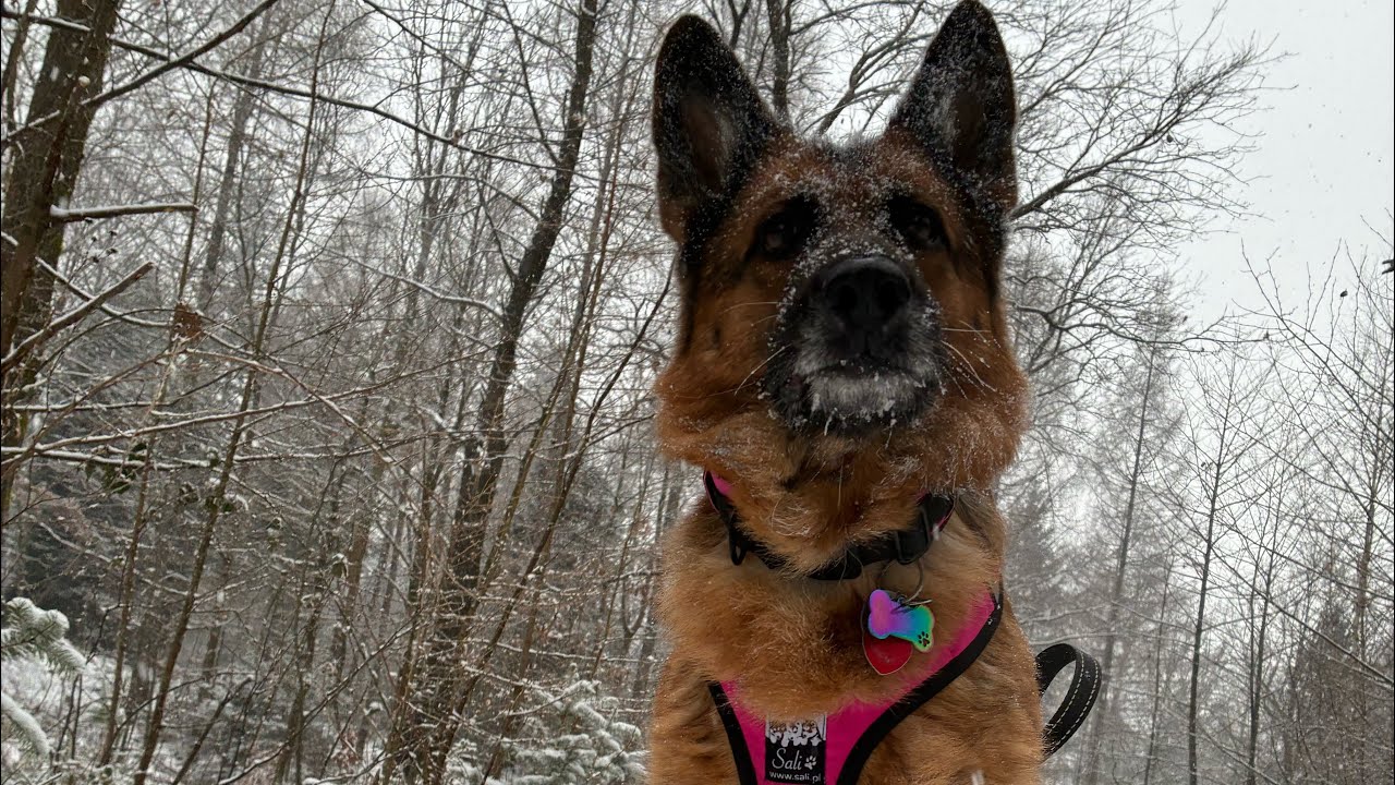 #53 DAJLA | GINAA - śnieżny spacer po górach z psami 🐕 ❄️🏔️ Beskid śląski 