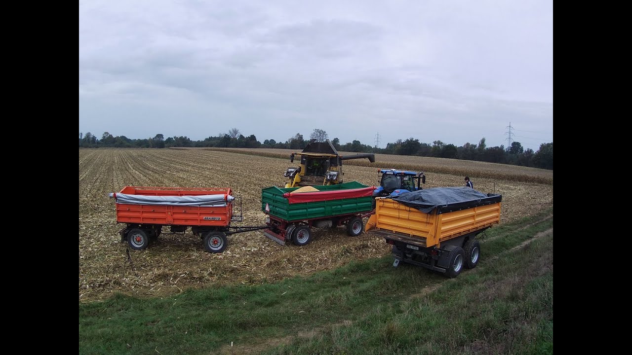 KUKURYDZA NA ZIARNO 2024 / GR MAGIERA / NEW HOLLAND CX 5.80 z GR ŚCIERSKI /NH T6.180 DYNAMIC COMMAND