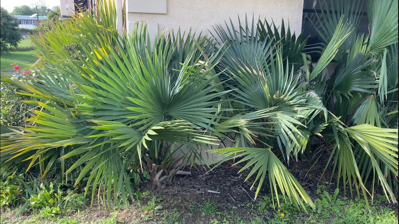 LARGE New Jersey Palm Trees Sabal Minor & Louisiana