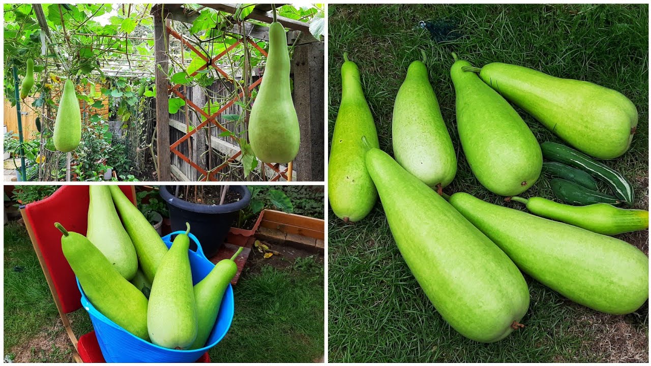 Our Biggest Garden Harvest Bangla Lau || Bottle Gourd || Harvesting Deshi Vegetables In UK 2022