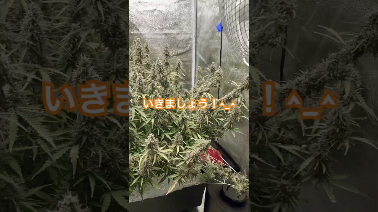 December 2023 grow in all stages - seedling, clone, veg, flower