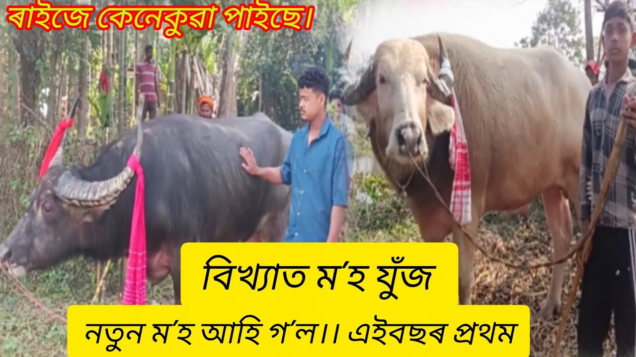 বিখ্যাত ম'হ যুঁজ খনি।।🔥 এইবছৰৰ নতুন ম'হ।।